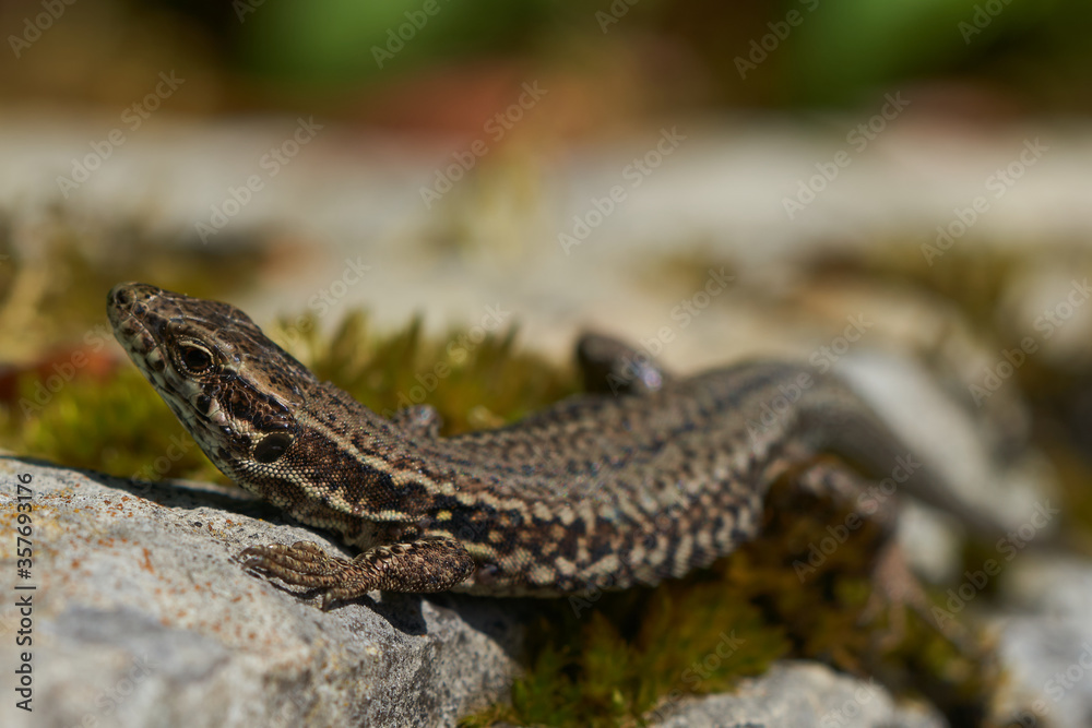 common wall lizard podarcis muralis Reptile Close up Portrait Clear common wall lizard podarcis muralis Reptile Close up Portrait Clear