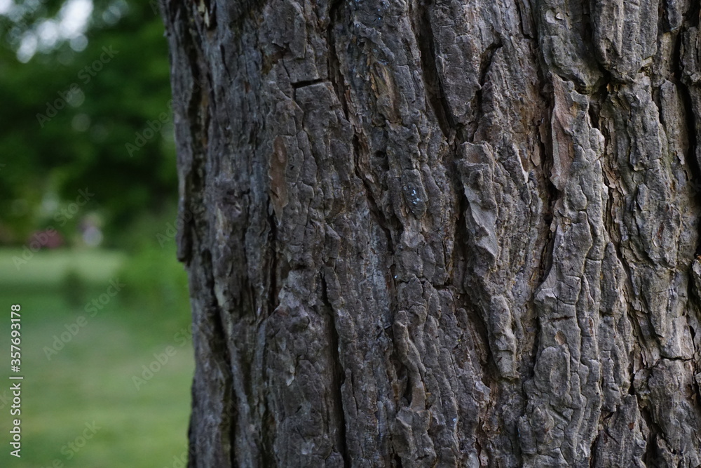tree bark texture