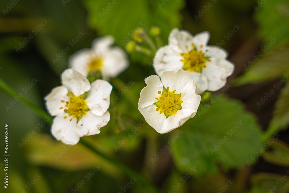 strawberry flower spring sun strawberry flower spring sun