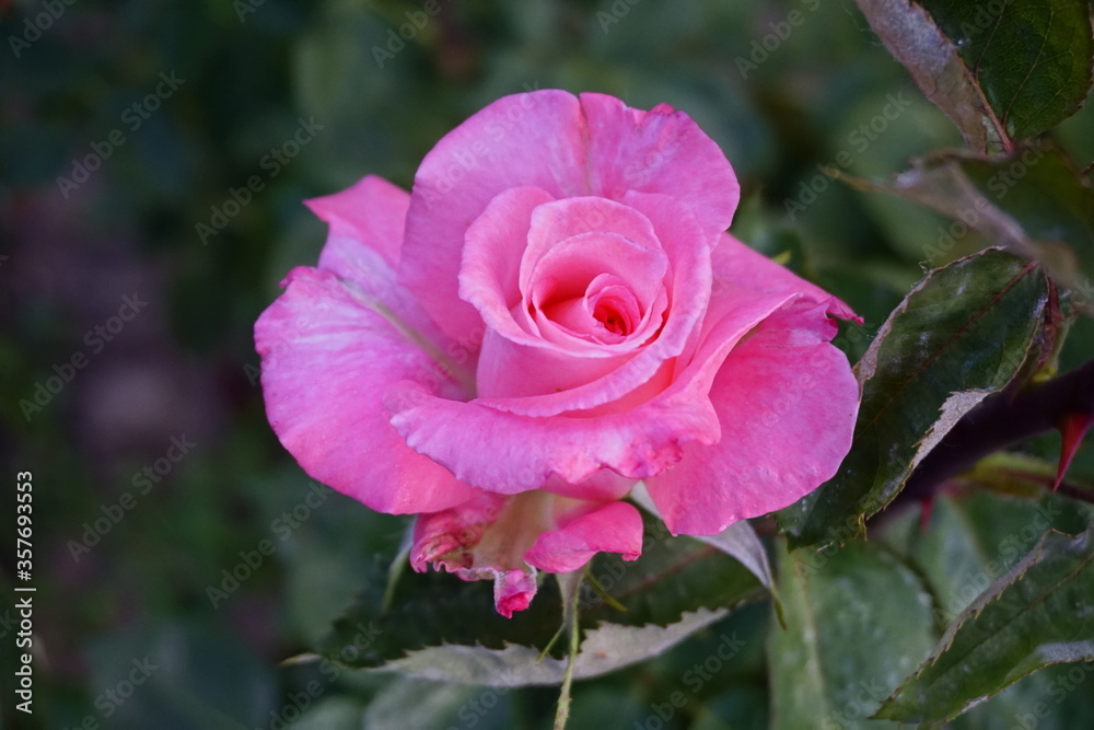 pink rose flower