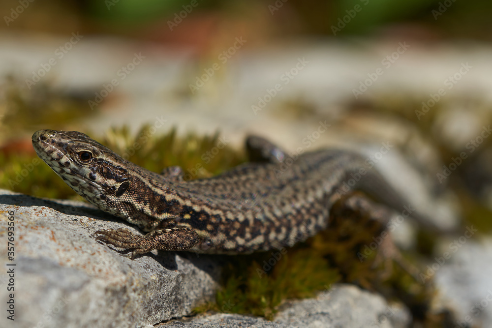 common wall lizard podarcis muralis Reptile Close up Portrait Clear common wall lizard podarcis muralis Reptile Close up Portrait Clear