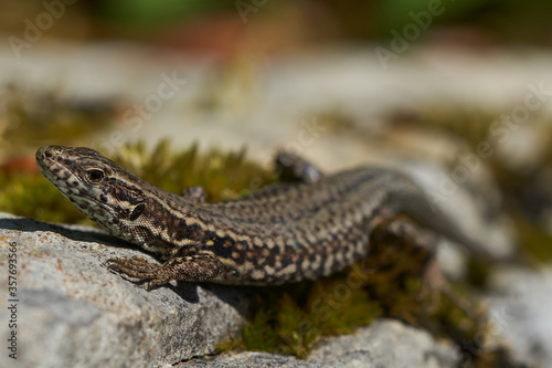 common wall lizard podarcis muralis Reptile Close up Portrait Clear © rocchas75