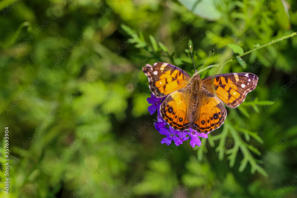 Obraz premium Monarch Butterfly