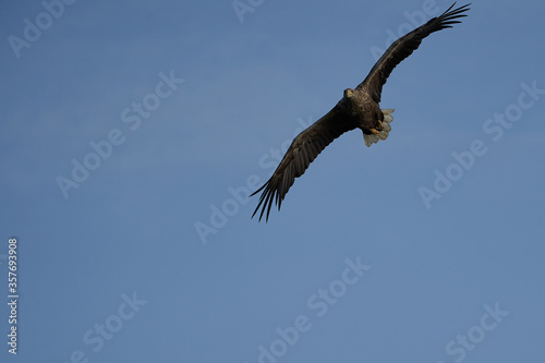 White tailed Eagle Catching eel Raptor Lake Hunting Wings Flying