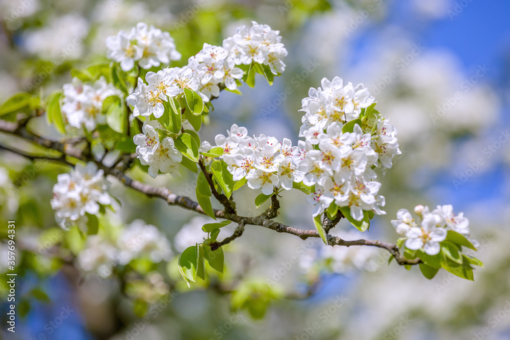 Spring. Pear blooms. Flowers in the foreground. Spring. Pear blooms. Flowers in the foreground.