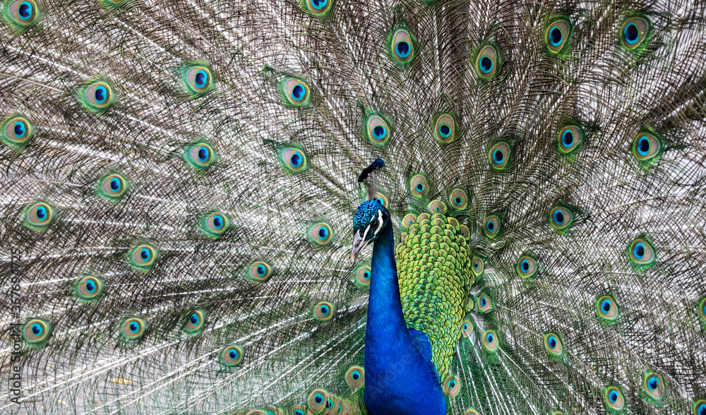 Fototapeta premium Peacock with a wide open tail. Peacock defensive stance.