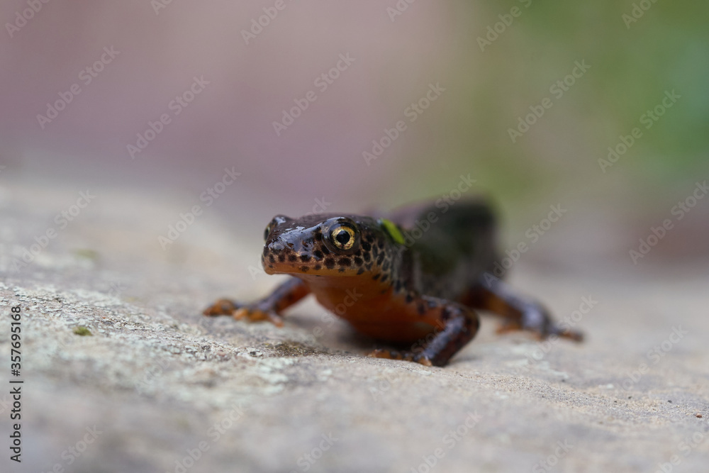Obraz premium Alpine newt Ichthyosaura alpestris Amphibian Orange Belly