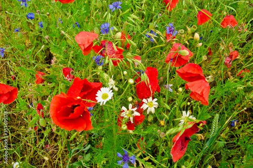 Topview of many red poppies in a large field of wilfdflowers in biodiversity in Germany photo