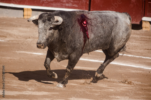 toro de lidia en plaza de toros y peleas de toros photo