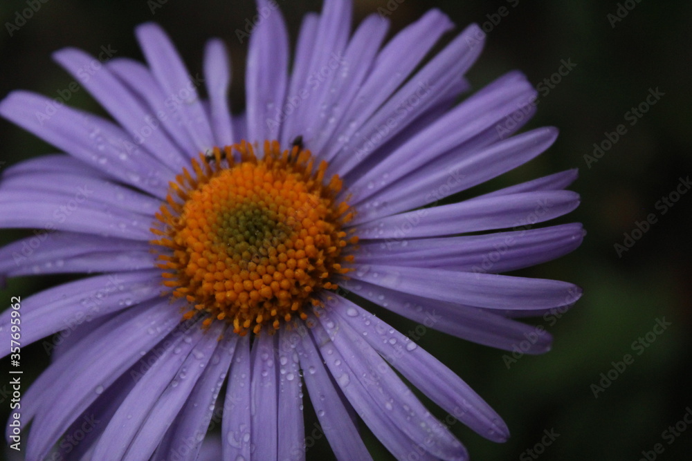 a summer spring flower like a chamomile with blue blue thin petals and a voluminous dark yellow middle close up with dew or raindrops a summer spring flower like a chamomile with blue blue thin petals and a voluminous dark yellow middle close up with dew or raindrops