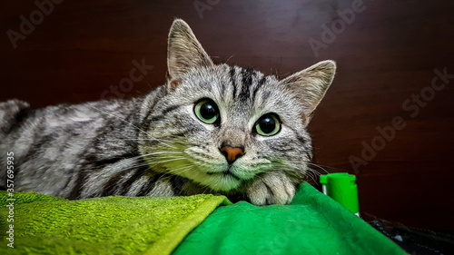 Cat dreaming about a delicious dinner