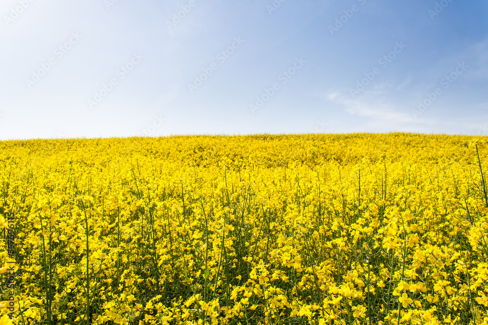 Beautiful field of yellow rape. A closeup photo of a rapeseed flower. Growing seeds of agricultural crops. Rapeseed oil. Spring, sunny landscape with blue sky. Wallpaper of nature in Belarus, Russia