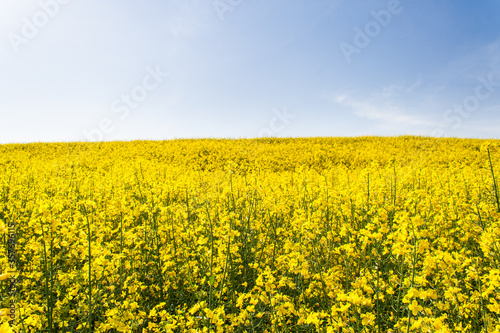 Beautiful field of yellow rape. A closeup photo of a rapeseed flower. Growing seeds of agricultural crops. Rapeseed oil. Spring, sunny landscape with blue sky. Wallpaper of nature in Belarus, Russia © Maksim