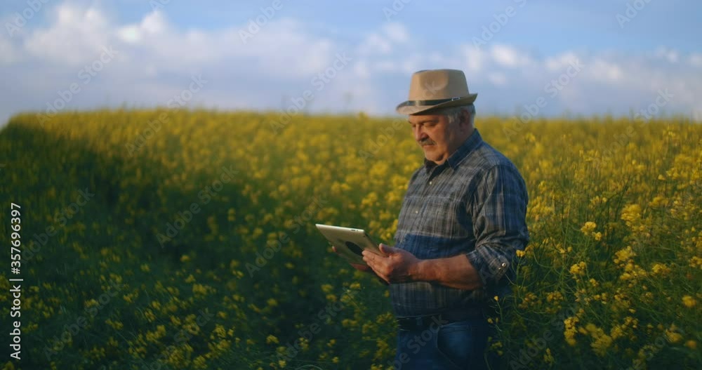 Agronomist Or Farmer Inspecting Canola Field. Farmer examines the growth of winter rapeseed in the field. Young man uses digital tablet. Sunset sunlight.