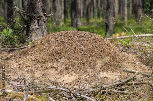 A small anthill in a deciduous forest. Mound inhabited by ants.