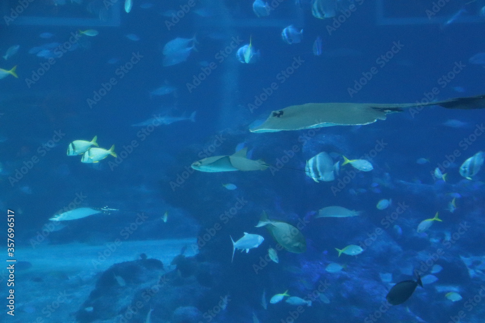 Fototapeta premium Raies de l'aquarium de Singapour