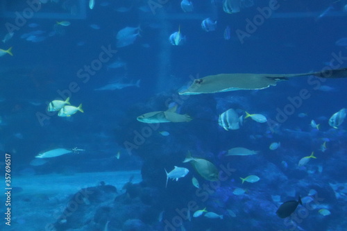 Raies de l'aquarium de Singapour	 photo