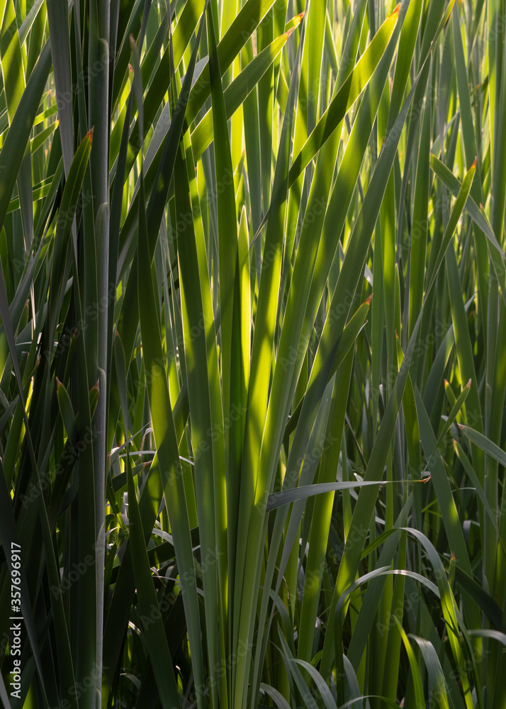 The evening sun shines softly through the reed The evening sun shines softly through the reed