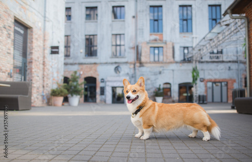 Welsh corgi pembroke dog standing in the city on a sunny day, happy