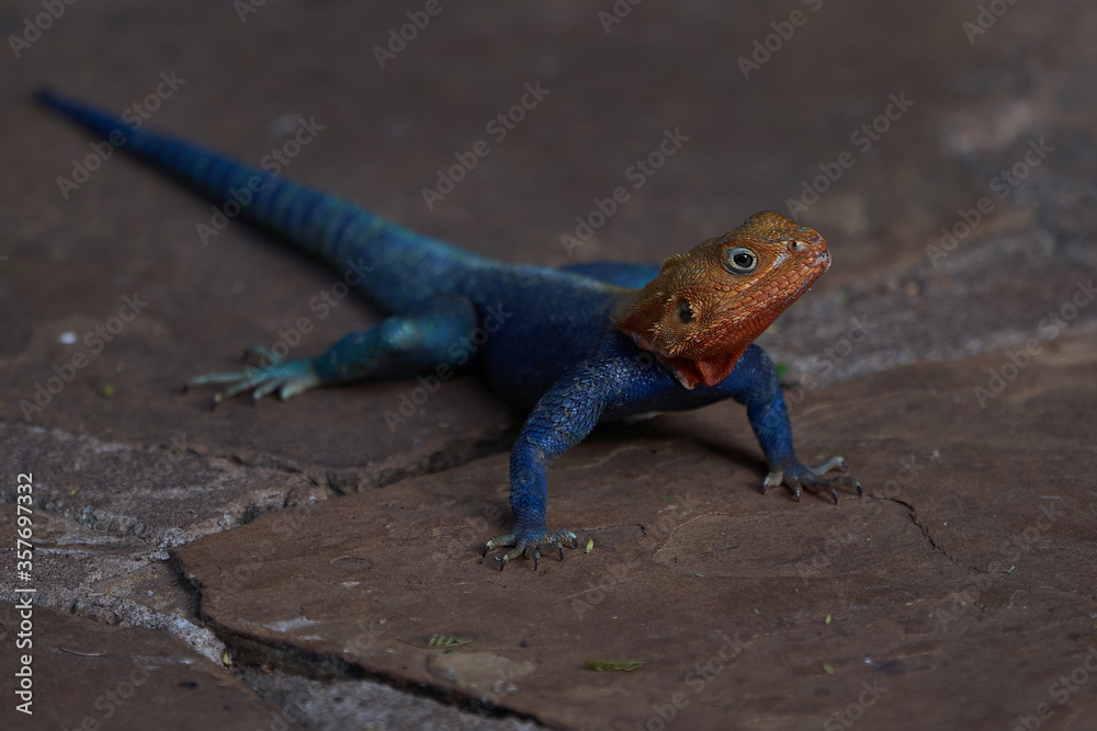 Common agama red headed rock agama or rainbow agama a lizard family Agamidae male Amboseli Kenya Common agama red headed rock agama or rainbow agama a lizard family Agamidae male Amboseli Kenya