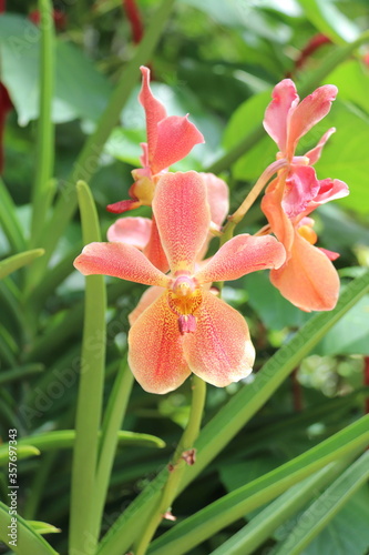 Jardin aux orchidées à Singapour