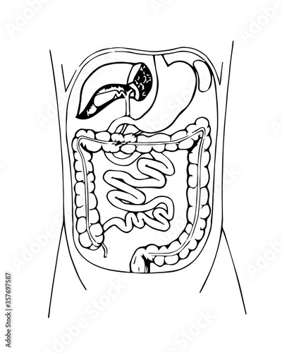 Cross section of the human abdomen with internal organs. Stomach, intestine, liver, pancreas, spleen. Hand drawn style vector illustration.