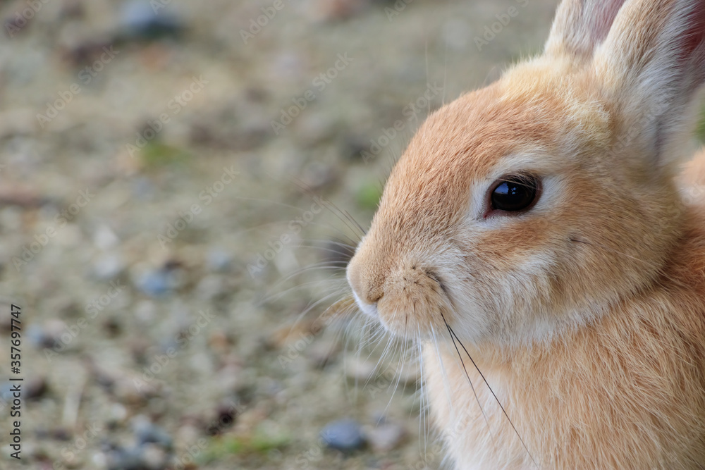 Fototapeta premium 大久野島のうさぎ 広島県竹原市 Rabbits Okunojima Island Hiroshima Takehara city