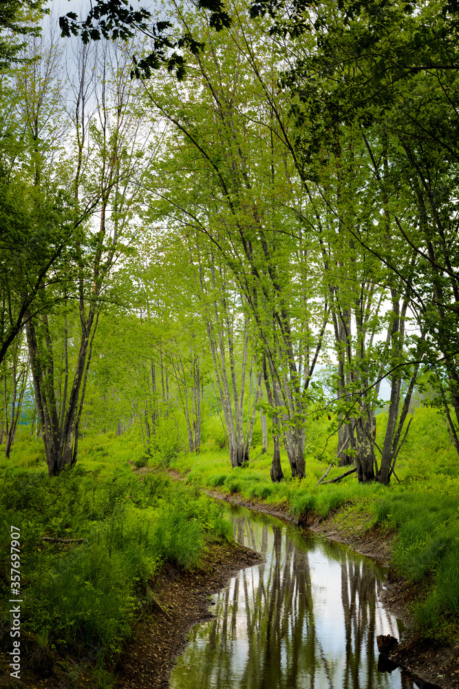 Obraz premium Stream in forrest