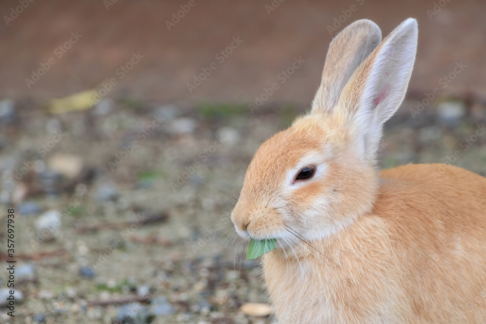 大久野島のうさぎ 広島県竹原市
Rabbits Okunojima Island Hiroshima Takehara city 大久野島のうさぎ 広島県竹原市
Rabbits Okunojima Island Hiroshima Takehara city