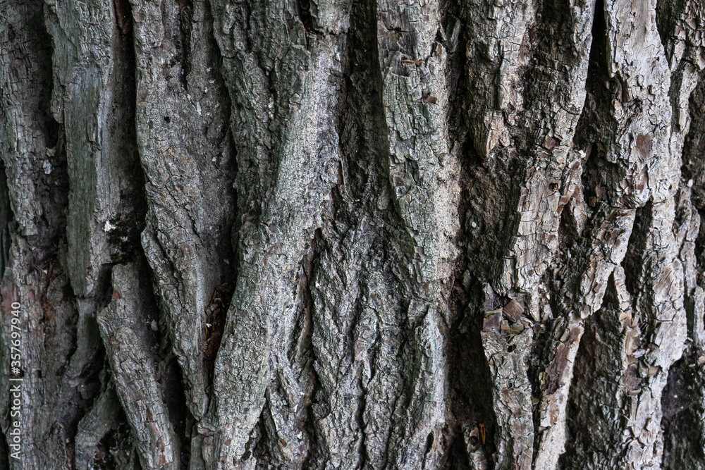 Tree bark close-up. The structure of poplar bark. Tree bark close-up. The structure of poplar bark.