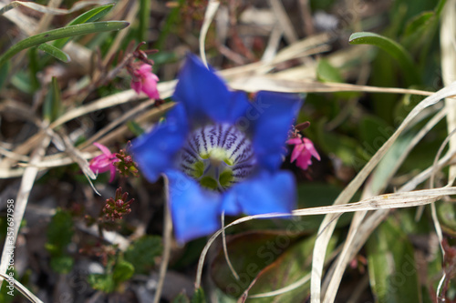 Gentiana clusii flower of the sweet lady or Clusius gentian large flowered native to Europe named after Carolus Clusius alpine flora photo