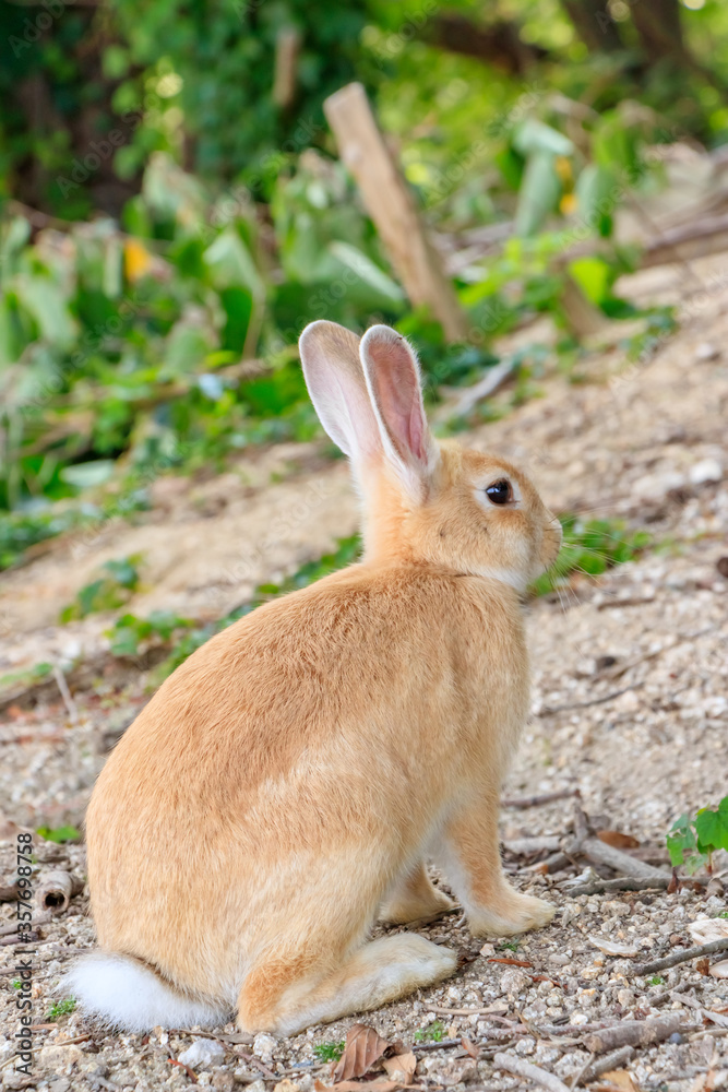 大久野島のうさぎ 広島県竹原市
Rabbits Okunojima Island Hiroshima Takehara city 大久野島のうさぎ 広島県竹原市
Rabbits Okunojima Island Hiroshima Takehara city