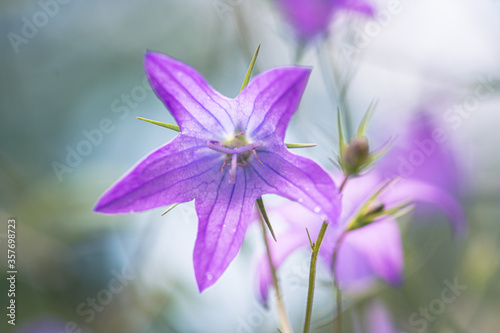 Wild flower in the meadow Campanula patula 