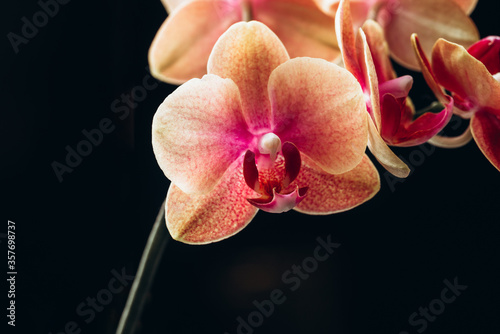 Orange Phalaenopsis Orchid Plant or Moth Orchid on Black Background