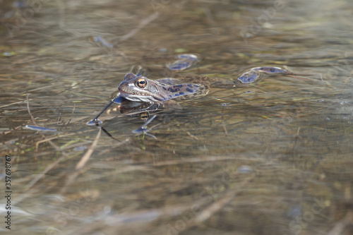 Water frog Pelophylax and Bufo Bufo in mountain lake with beautiful reflection of eyes Spring Mating