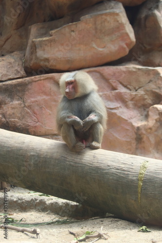 Babouin sur un tronc d'arbre, zoo de Singapour	