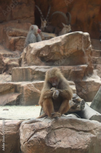 Babouin du zoo de Singapour