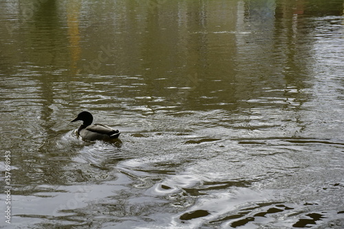 duck on the water © Zeynep