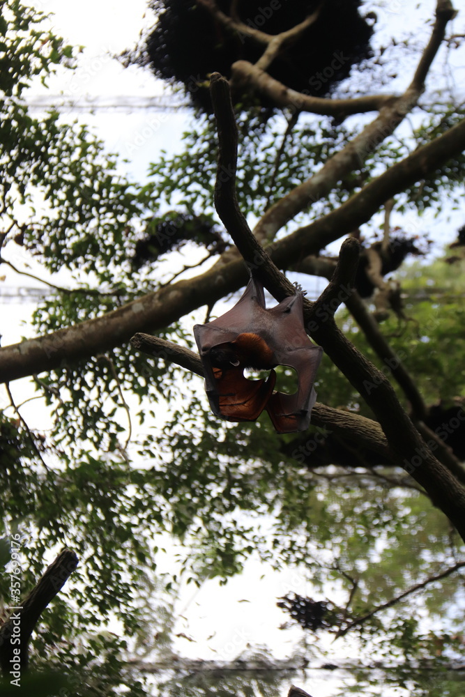 Fototapeta premium Chauves-souris du zoo de Singapour