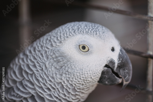 Close up photo of eye of dove in cage on the market
