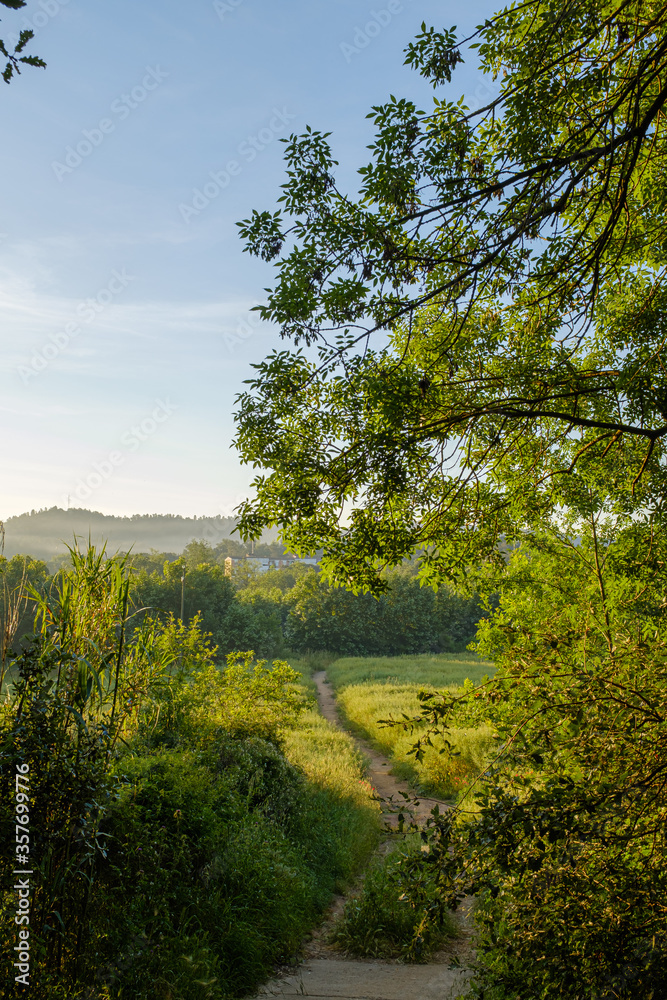 Sunny landscape on a green forest field with rural path Sunny landscape on a green forest field with rural path