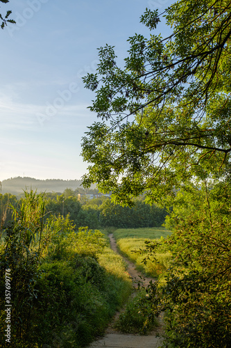 Sunny landscape on a green forest field with rural path