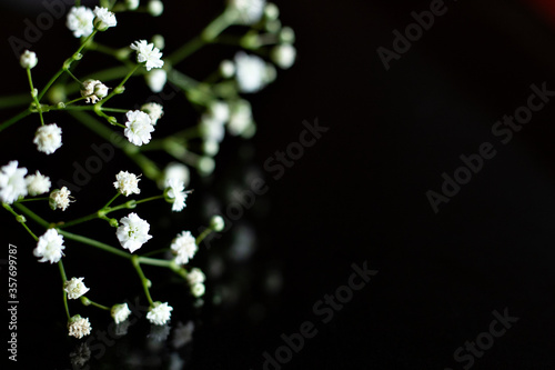 flower, nature, flowers, white