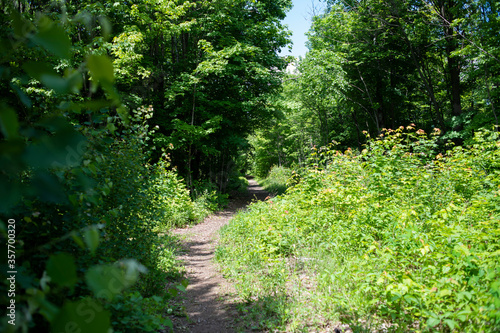 path in the forest