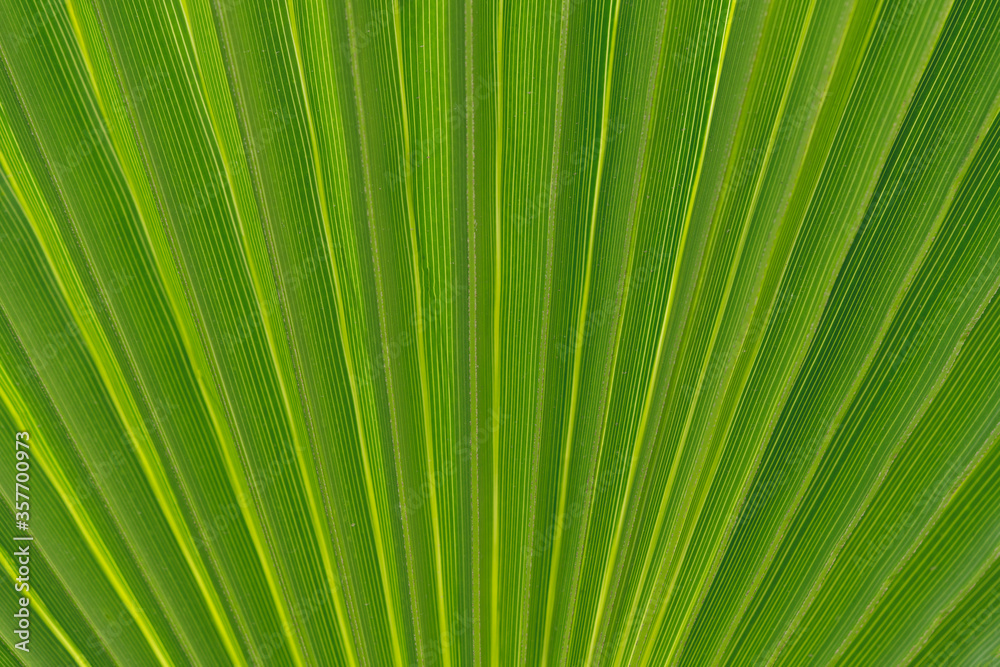 Green palm leaf pattern texture abstract background. Copy space for graphic design tropical summer concept. Vintage tone filter effect color style. Green palm leaf pattern texture abstract background. Copy space for graphic design tropical summer concept. Vintage tone filter effect color style.