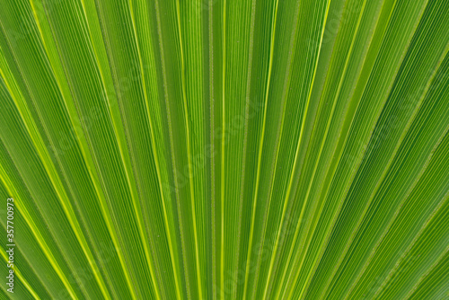 Green palm leaf pattern texture abstract background. Copy space for graphic design tropical summer concept. Vintage tone filter effect color style.