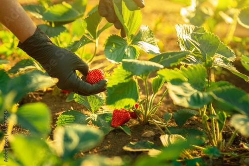 Female hands in black gloves tear ripened strawberries, closeup