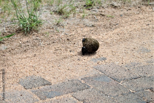 Two dung beetles are rolling a dung ball on the road