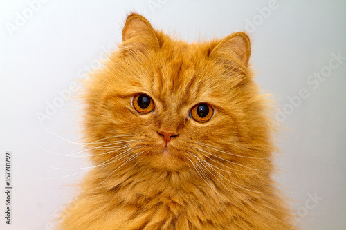 Gorgeous orange Persian cat with deep gaze