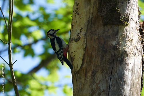 Great spotted woodpecker Dendrocopos major Switzerland infront of his home tree whole